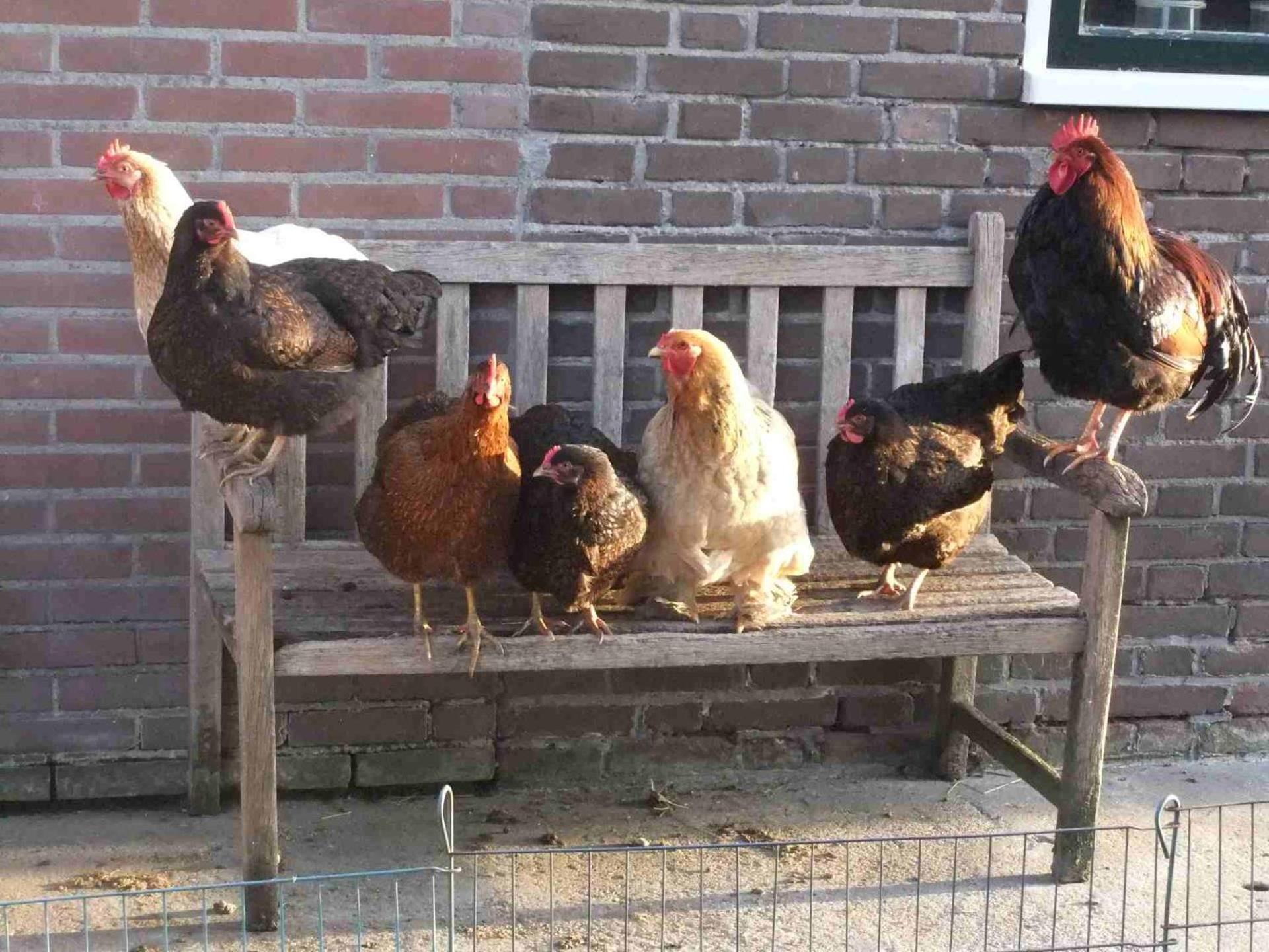 Hofstay195 Achterveld 外观 照片