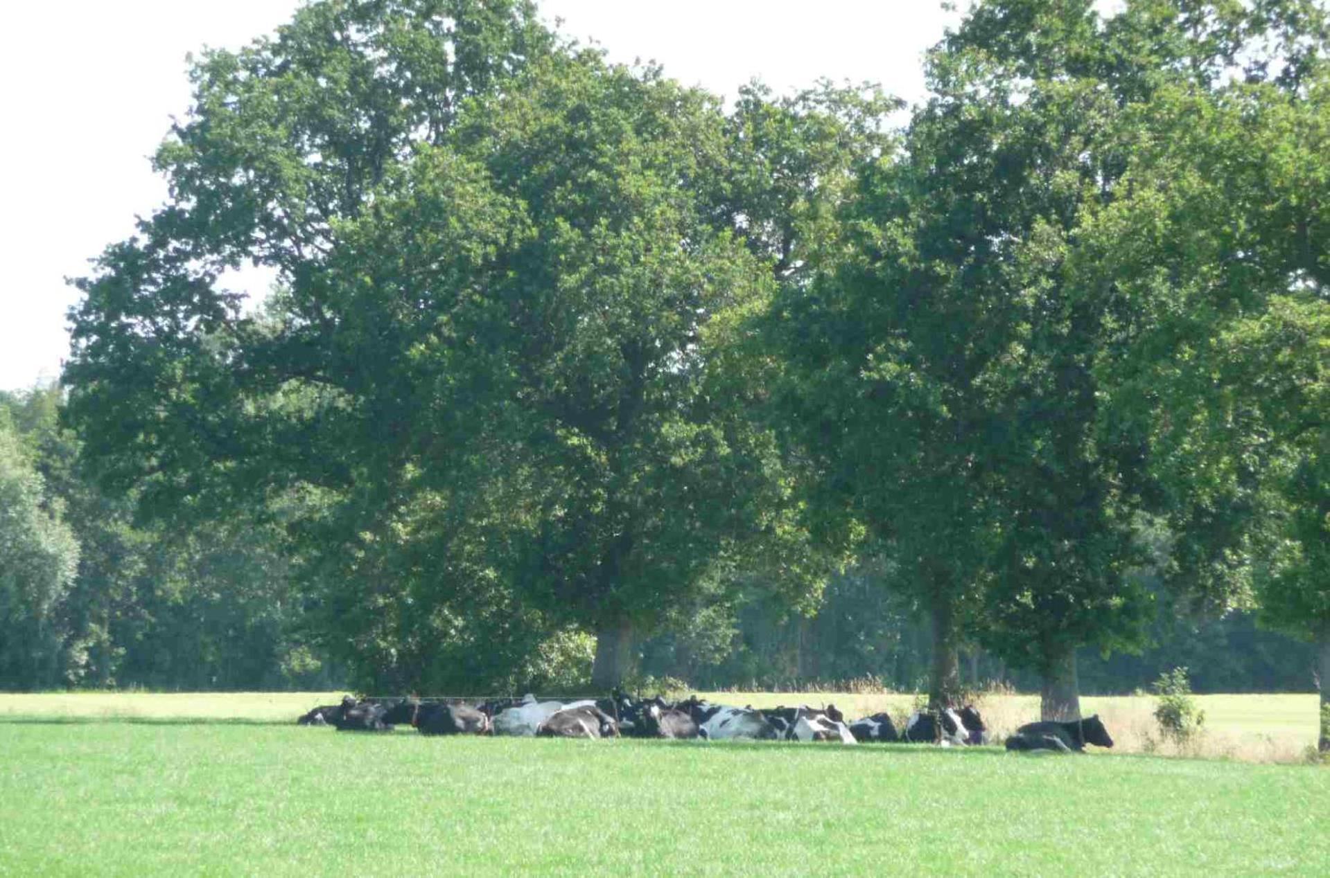 Hofstay195 Achterveld 外观 照片